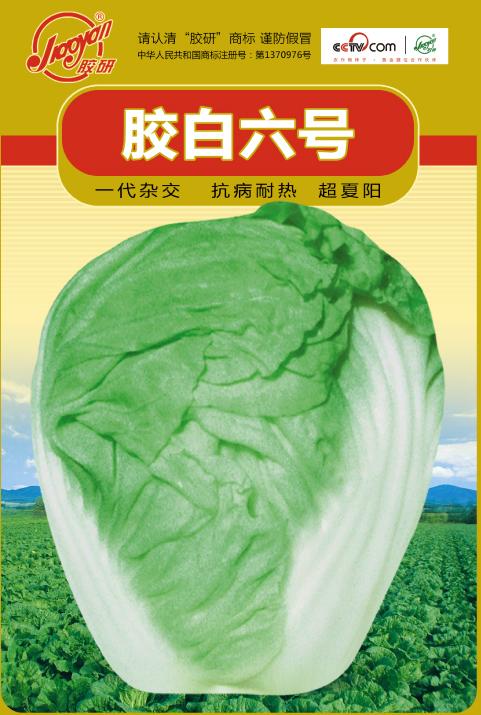 胶白六号——夏播白菜